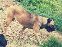 cane corso italiano